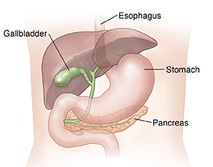 Front view of torso showing liver, gallbladder, stomach, and pancreas.
