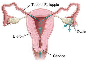 Vista frontale in sezione trasversale del tratto riproduttivo femminile con frecce che indicano il percorso attraverso la vagina, la cervice, l'utero e all’esterno delle tube di Falloppio.